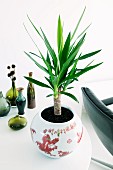 Potted yucca in front of collection of vases on table in living room