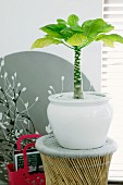 Palm tree house plant in white pot