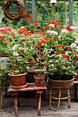 Potted geraniums of various colours on stools in greenhouse