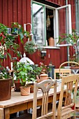 Old wooden chairs around table holding various potted plants in front of wooden house
