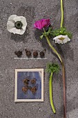 Anemones of different colours and small tubers on stone slab