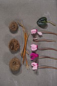 Bulbs, stems and row of pink cyclamen flowers on stone surface