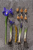 Iris and iris bulbs at various stages of growth