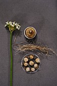Star-of-Bethlehem and bulbs with roots on stone surface