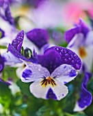 Purple and white viola flowers