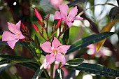 Pink flowering oleander
