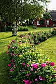 Curved hedge of low rose bushes in rustic Swedish garden
