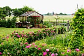 Swedish, rural garden with rosebush hedge and greenhouse in background