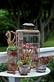 Plants (succulents) in vintage pots on console table mounted on balustrade outside