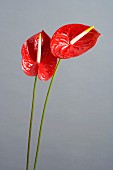 Two red anthuriums (Anthurium andreanum)