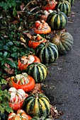 Various types of pumpkin lining a path