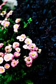 Rosa blühende Gänseblümchen