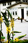 Yellow flowering perennial (Ligularia) in garden with house in background