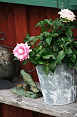 Rose in zinc pot on weathered wooden shelf