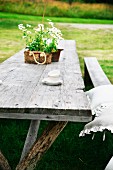 Potted flowering plant on weathered wooden table outdoors