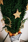 Goldene Sterne und gebogene Herzenformen als Weihnachtsschmuck an Konifere in verzinktem Metallgefäss mit Leuchtgirlande