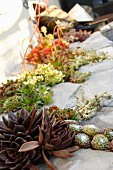 Various succulents planted in joints of stone floor