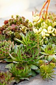 Various succulents planted in joints of stone floor