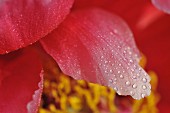 Macro photography of pink petals with dew drops