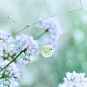 Schmetterling auf Schnittlauchblüte (Close Up)