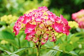 Pinkfarbene Hortensien im Garten (Close Up)