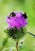Blooming thistle with bees