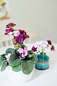 Potted African violet and sweet William in retro vases