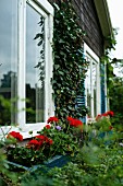 Window boxes of red geraniums outside windows of summer house