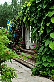 Climber-covered facade of summer house with wooden steps leading to garden and Swedish flag