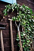 Gardening tools leaning against ivy-covered, dark wooden facade