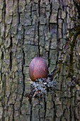 Egg dyed using red wood hanging on branch covered in lichen