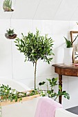 Potted fig and small olive tree next to antique console table, ivy on bath rack and suspended glass globe planters in bathroom