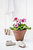 Large-flowered, pink and white German primrose in old terracotta pot behind child's shoes