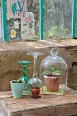 Durch Glashaube und Weinglas geschützte Melonenkeimlinge und Samensprössling in Keramikbecher auf einer Holzkiste