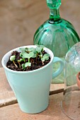 Seedlings kept moist in ceramic mug on wooden surface