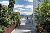 Foliage plants in planters on wooden roof terrace with pool