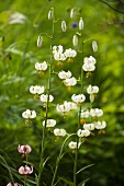 White-flowering Turk's cap lilies