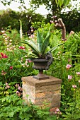 Agave in antique, metal urn on masonry plinth in flowering garden