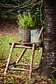 Plant in wicker pot and old watering can on stool hand-crafted from branches in garden