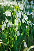 Close up of snowdrops in sunlight