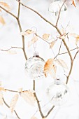 Silberfarbene Glaskugeln als weihnachtlicher Schmuck an Birkenzweig mit dürrem Laub