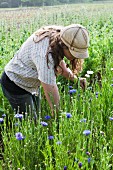 Bäuerin schneidet Blumen auf dem Feld