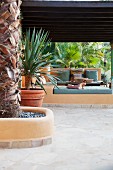 Palmen auf mediterraner Terrasse, Blick auf gemauerten Sitzplatz