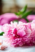 Pink peony on white tablecloth