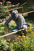 Gardener working in vegetable patch