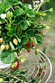 Strawberry plant on small metal table in garden