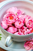 Many small pink roses in teacup