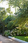 Hortensienbüsche neben Kiesweg in sommerlichem Garten