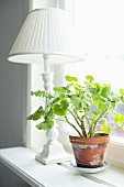 Potted geranium and white, vintage table lamp on windowsill