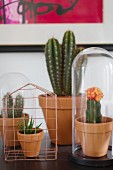 Collection of cacti under glass covers and wire, house-shaped cover